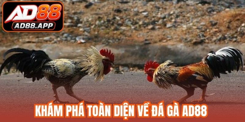 Khám phá toàn diện về đá gà AD88 