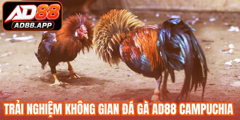 Trải nghiệm không gian đá gà AD88 Campuchia 